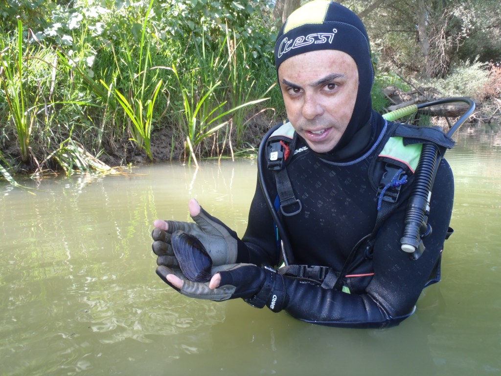 News image - Detectado el primer ejemplar vivo de Margaritifera auricularia en el Ebro en Navarra