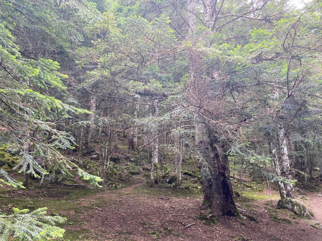 La Confederación Hidrográfica del Ebro destaca la importancia de la protección forestal en el Día Internacional de los Bosques