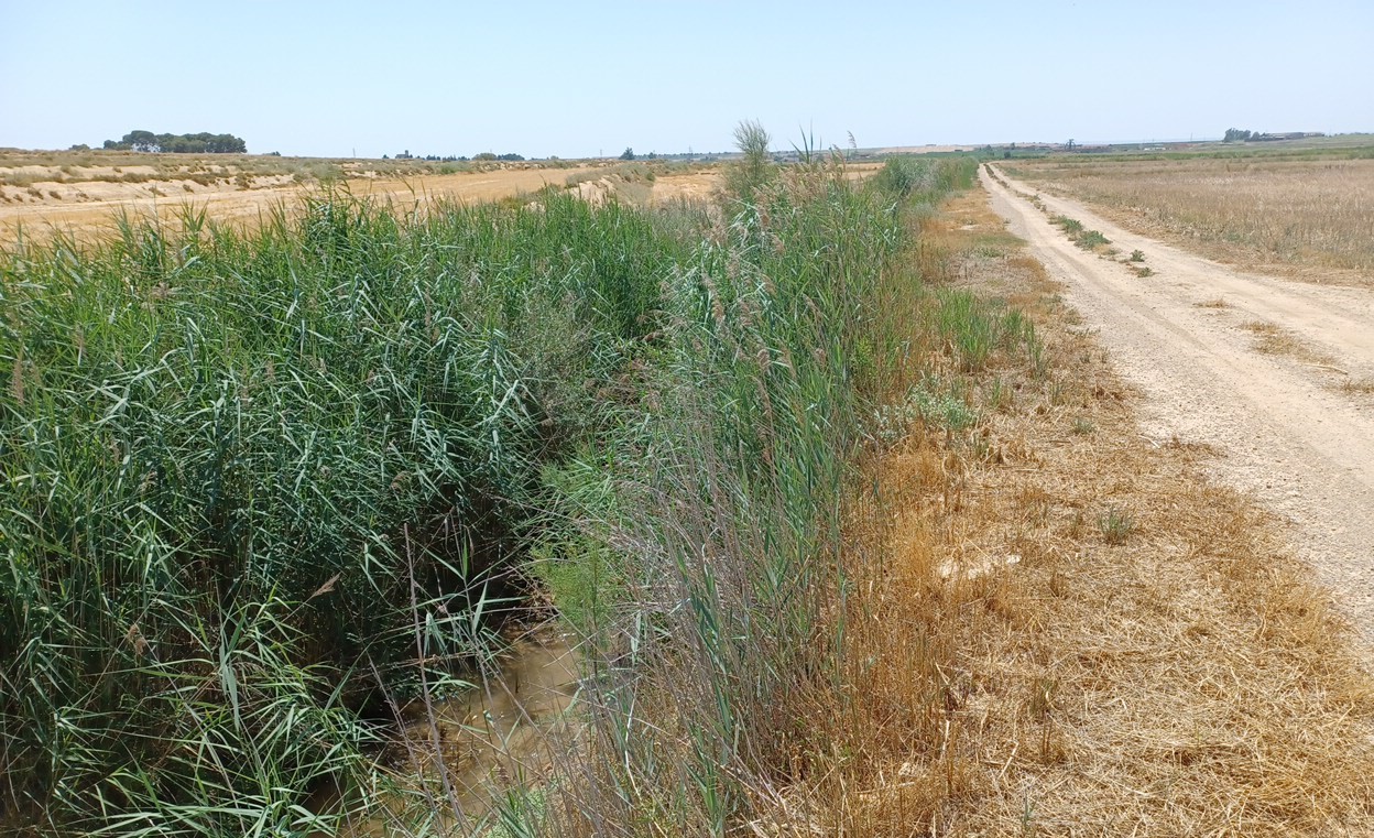 La CHE creará un humedal para la depuración natural de nitratos en la finca “La Melusa” (Tamarite de la Litera, Huesca) La CHE creará un humedal para la depuración natural de nitratos en la finca “La Melusa” (Tamarite de la Litera, Huesca)