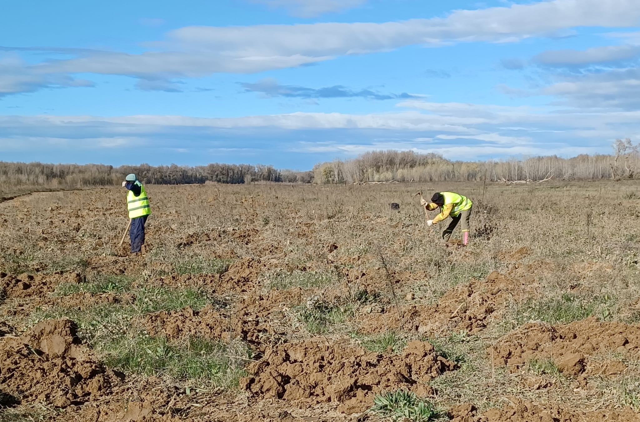 La restauración ambiental en El Estajao (La Rioja) afronta su recta final con nuevas plantaciones