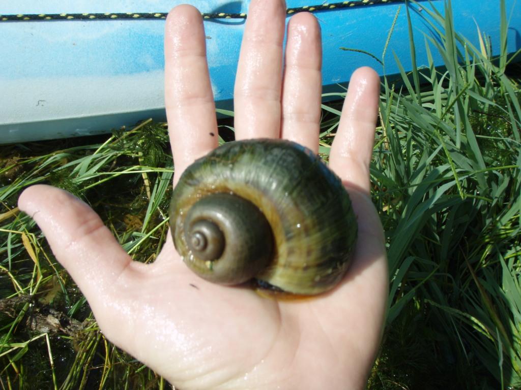 Image d\'actualité - La Confederación delimita una zona afectada por caracol manzana en Tortosa, (Tarragona)