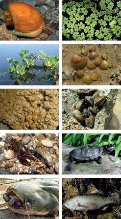 Especies Exóticas Invasoras de aguas continentales Especies Exóticas Invasoras de aguas continentales