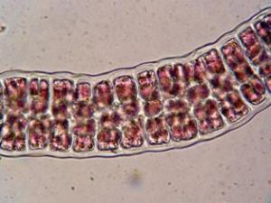 Bangia atropurpurea Bangia atropurpurea