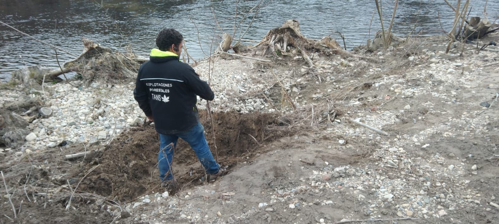 Inicio de la plantación de árboles autóctonos en la ribera del río Bayas, en Miranda de Ebro (Burgos)