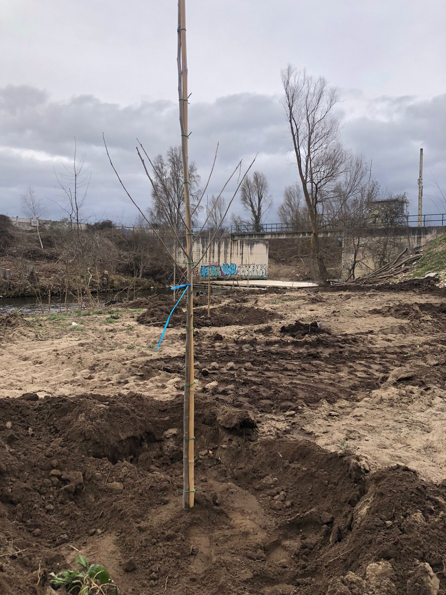 Inicio de la plantación de árboles autóctonos en la ribera del río Bayas, en Miranda de Ebro (Burgos) - Imagen 0