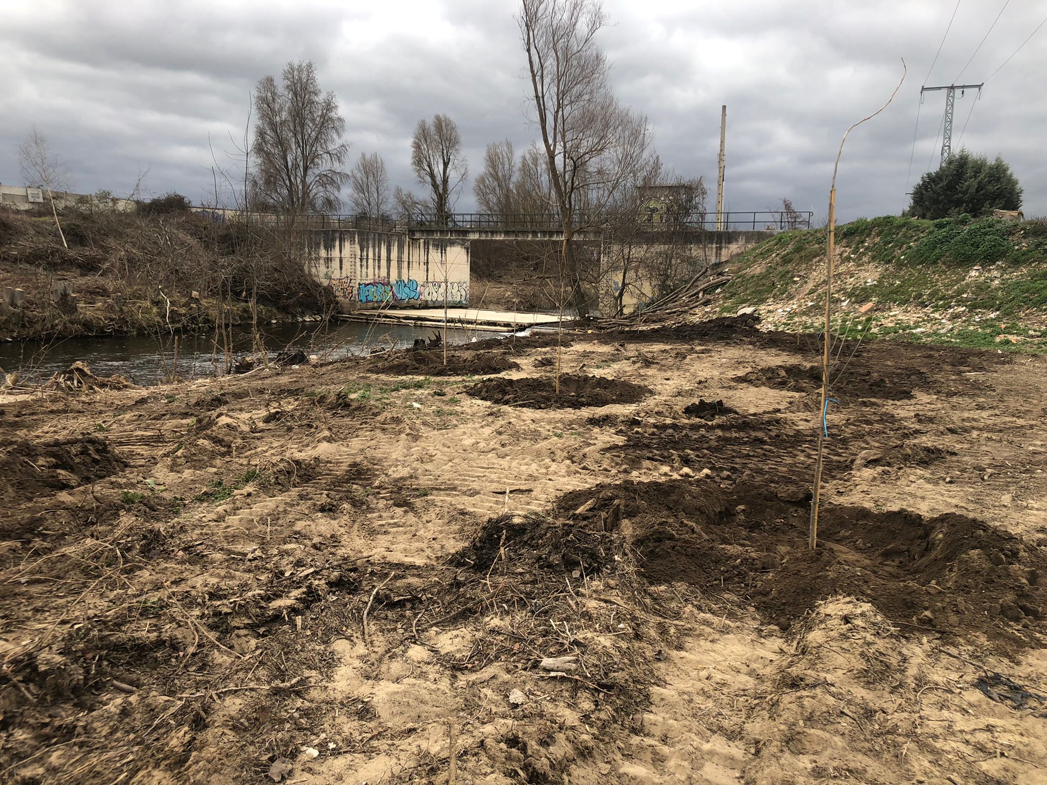 Inicio de la plantación de árboles autóctonos en la ribera del río Bayas, en Miranda de Ebro (Burgos) - Imagen 2