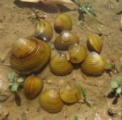 Corbicula fluminea Corbicula fluminea