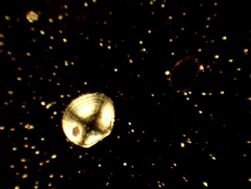 Larva de mejillón cebra Larva de mejillón cebra